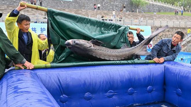 8年记录完全中断每年流放过100万尾今冬中华鲟会产卵长江吗？(图2)