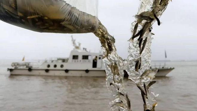 8年记录完全中断每年流放过100万尾今冬中华鲟会产卵长江吗？(图3)