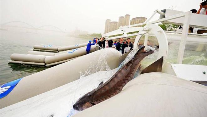 8年记录完全中断每年流放过100万尾今冬中华鲟会产卵长江吗？(图4)