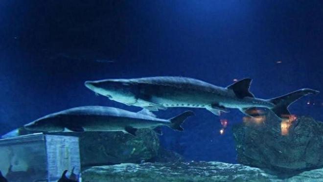 8年记录完全中断每年流放过100万尾今冬中华鲟会产卵长江吗？(图5)