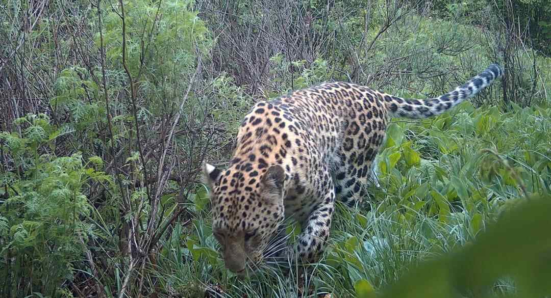 消失三十年华北豹现身北京“门口”河北阜平找到种群回京关键跳板(图1)