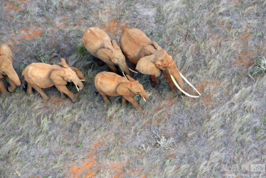 日本的这个动作只能用这句话形容：从未见过如此厚颜无耻之人(图1)