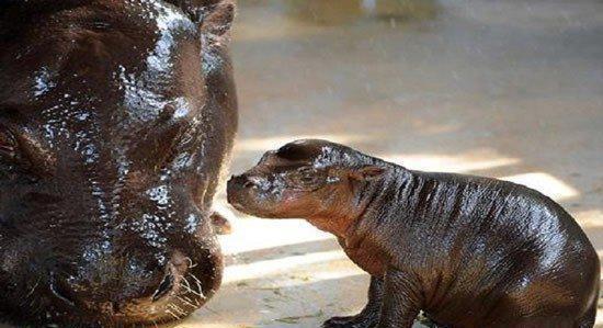 罕见的扁头猫时隔29年再现泰国(图1)