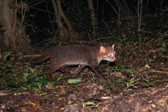 濒危动物扁头猫时隔30年再被目击 曾被认为已经灭绝(图1)