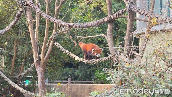 双城论坛／两只赴台小熊猫曝光！雄性强壮不挑食、雌性害羞甜美(图1)