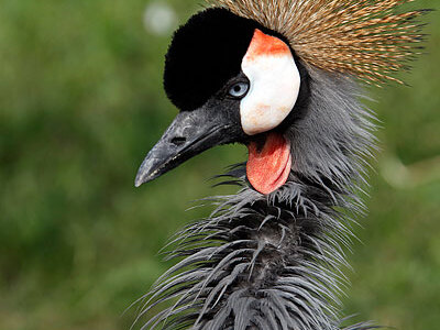 九顶山野生动物园最新公告(图1)