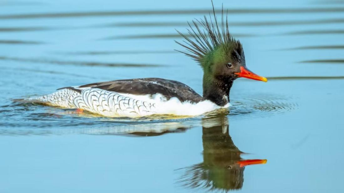 绝对零度｜中华秋沙鸭缘何连续13年打卡“西湖”(图2)