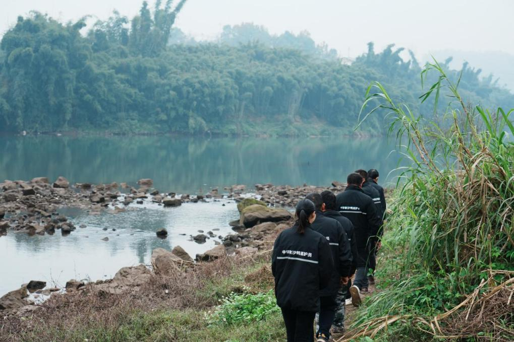 绝对零度｜中华秋沙鸭缘何连续13年打卡“西湖”(图6)