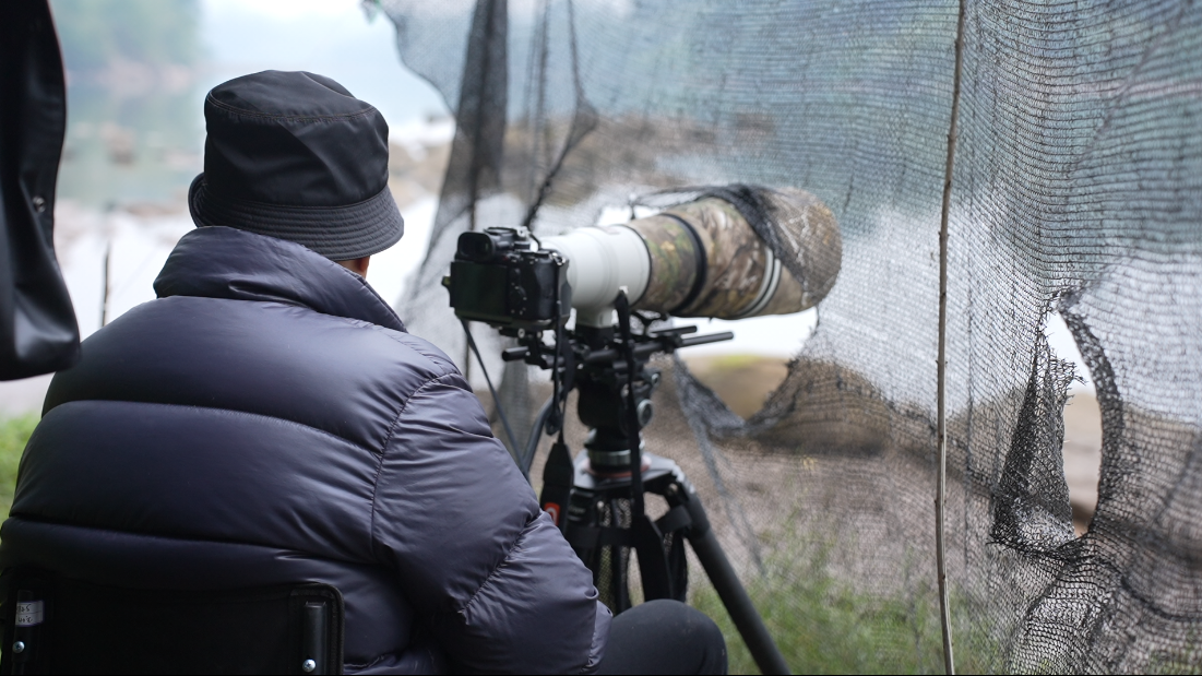 绝对零度｜中华秋沙鸭缘何连续13年打卡“西湖”(图7)