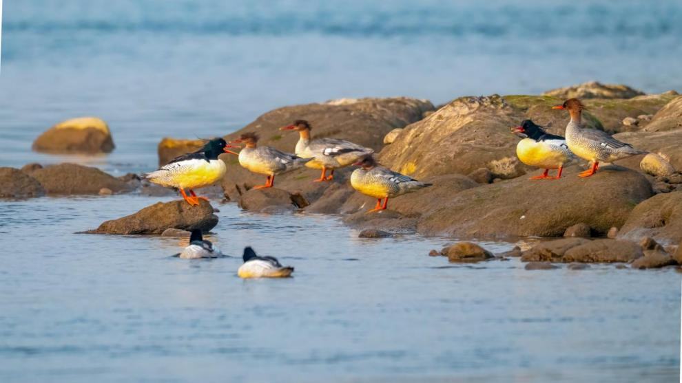 绝对零度｜中华秋沙鸭缘何连续13年打卡“西湖”(图9)