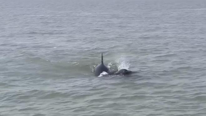 长江寻鱼记扬子江头“豚微笑” 生态向好产业兴(图7)