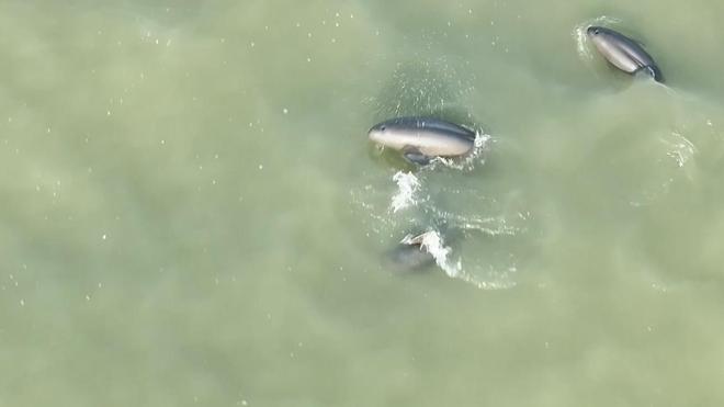 长江寻鱼记扬子江头“豚微笑” 生态向好产业兴(图3)