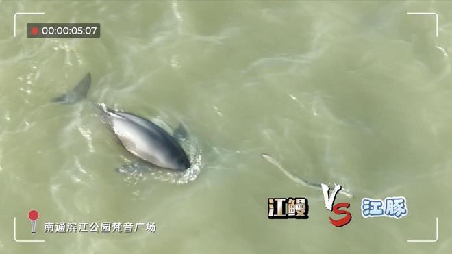 长江寻鱼记扬子江头“豚微笑” 生态向好产业兴(图2)