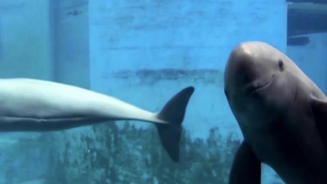 长江寻鱼记扬子江头“豚微笑” 生态向好产业兴(图5)