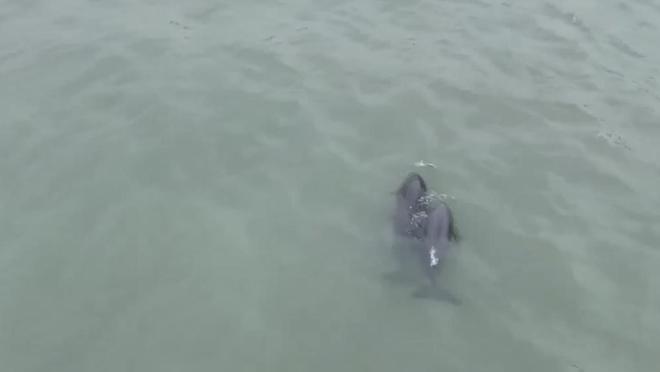 长江寻鱼记扬子江头“豚微笑” 生态向好产业兴(图6)