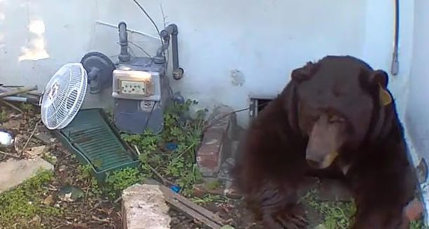 美加州63岁屋主与250公斤巨熊“同居”一个月将起诉加州鱼类与野生动物部门玩忽职守(图2)