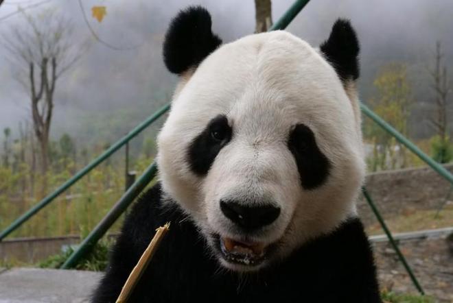 聚焦大熊猫保护：博斯绅威用行动诠释企业与自然的共生之道(图2)