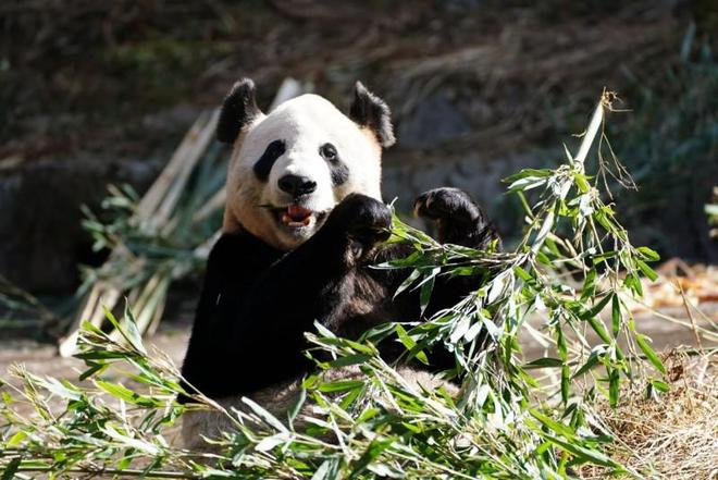 聚焦大熊猫保护：博斯绅威用行动诠释企业与自然的共生之道(图1)