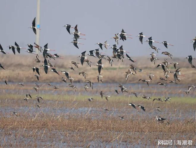 动物文化——全球生物多样性保护新概念 海潮天下·生态小百科(图6)