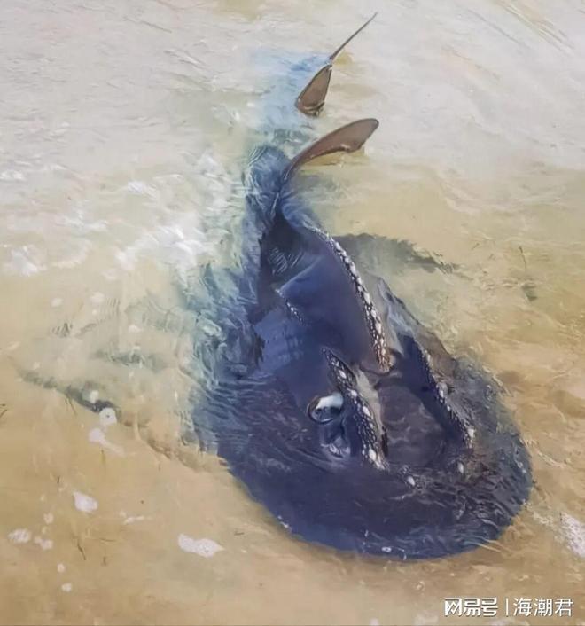 动物文化——全球生物多样性保护新概念 海潮天下·生态小百科(图5)