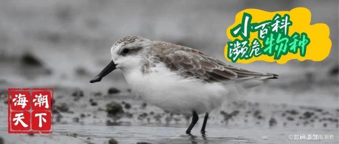 动物文化——全球生物多样性保护新概念 海潮天下·生态小百科(图4)