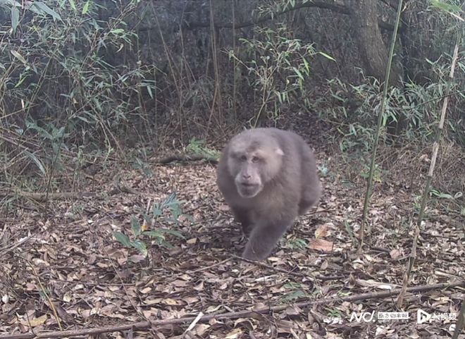 广东清远连南首次记录到珍稀藏酋猴！刷新省内分布记录(图1)
