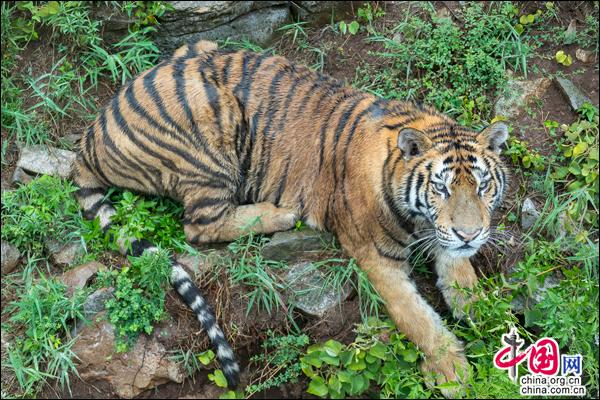BBC：抓捕在中国非法捕猎珍稀鸣禽的猎人(图1)