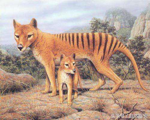 回家40年麋鹿不再“迷路”(图1)