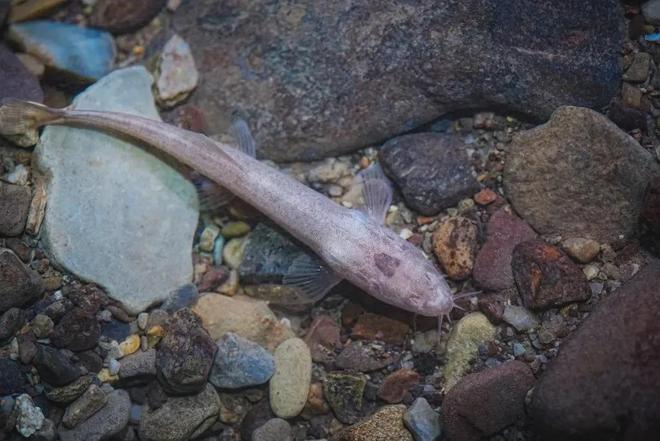 长江：生命的河流与拯救(图2)