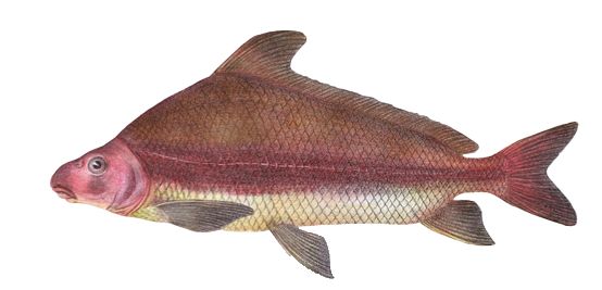 长江：生命的河流与拯救(图5)