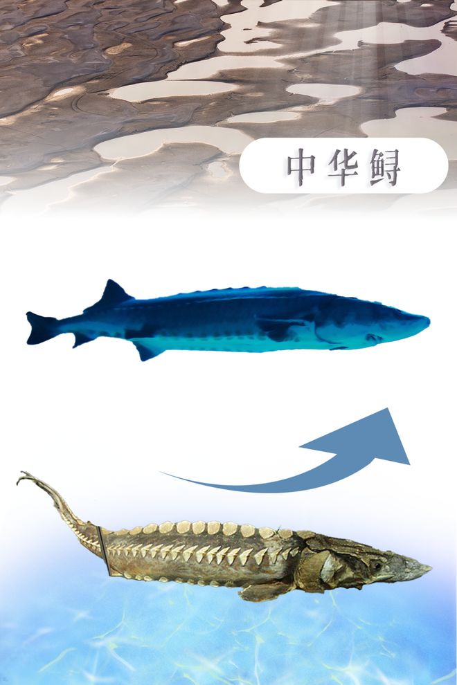 长江：生命的河流与拯救(图4)