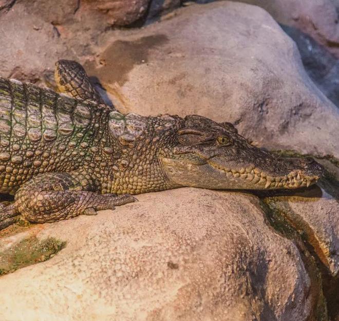 长江：生命的河流与拯救(图6)