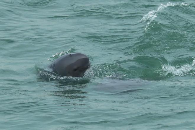 长江：生命的河流与拯救(图16)