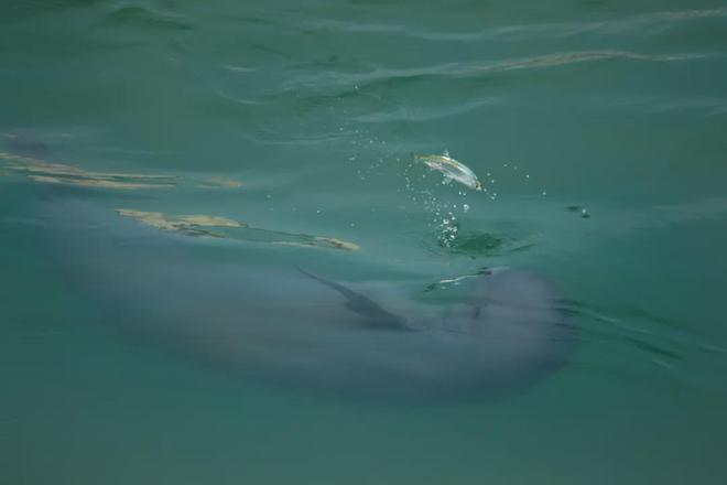 长江：生命的河流与拯救(图15)