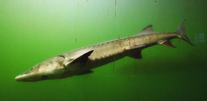 长江：生命的河流与拯救(图14)