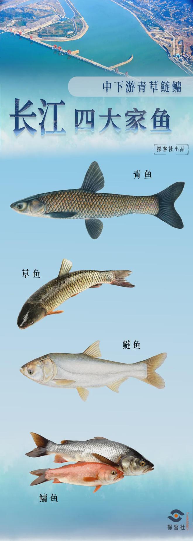 长江：生命的河流与拯救(图20)