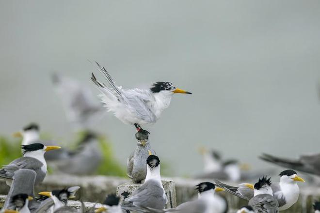 我国极危物种中华凤头燕鸥15年间数量显著增加(图2)
