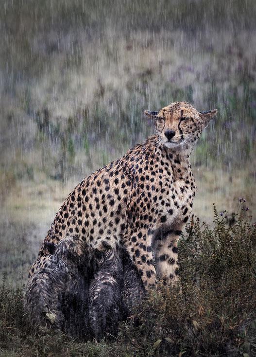 广元利州区：筑牢生态屏障 护航区域生态安全(图1)