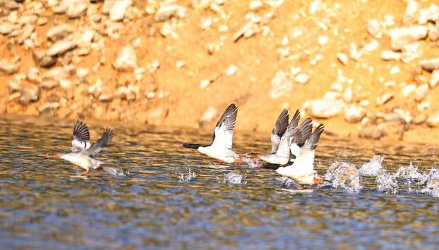 桂林灵川：“鸟中大熊猫”中华秋沙鸭现身青狮潭(图1)