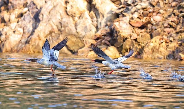 桂林灵川：“鸟中大熊猫”中华秋沙鸭现身青狮潭(图2)