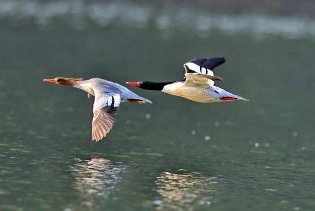 桂林灵川：“鸟中大熊猫”中华秋沙鸭现身青狮潭(图4)