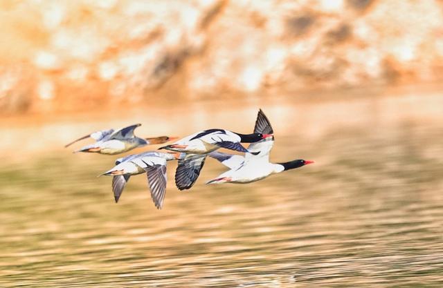 桂林灵川：“鸟中大熊猫”中华秋沙鸭现身青狮潭(图6)