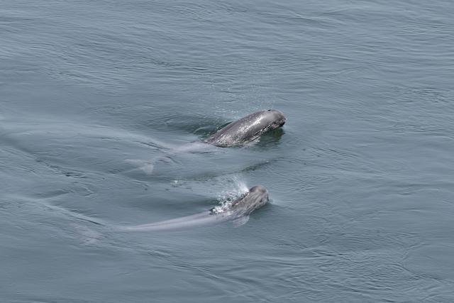国内首次！八部门联合行动 保护长江“微笑天使”(图1)