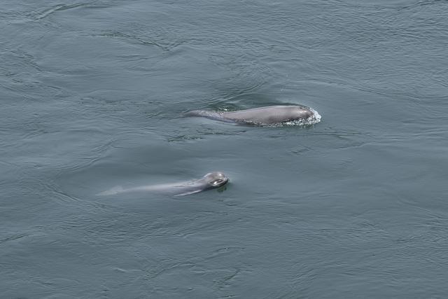 国内首次！八部门联合行动 保护长江“微笑天使”(图2)