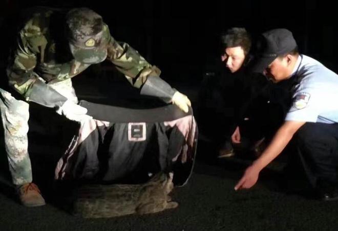 曾“绝迹”20多年！2017年在江苏山里狂奔结果一头撞上出租车(图9)