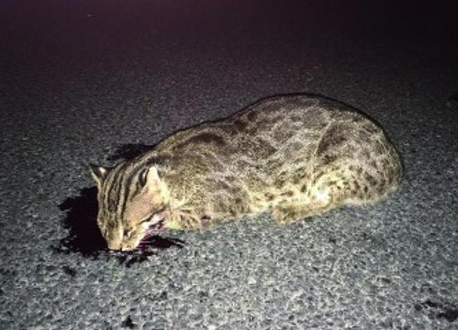 曾“绝迹”20多年！2017年在江苏山里狂奔结果一头撞上出租车(图5)