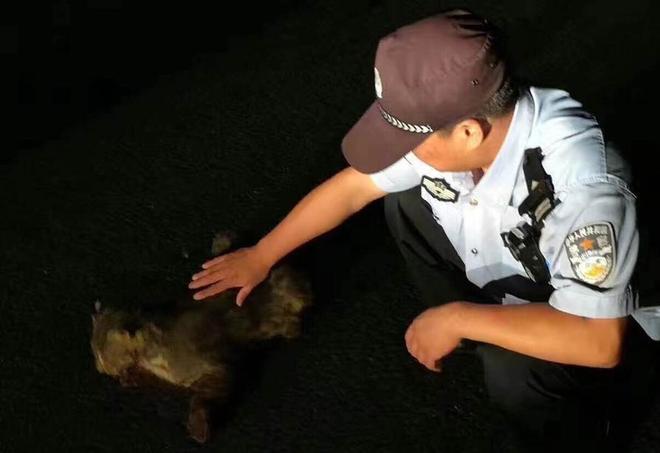 曾“绝迹”20多年！2017年在江苏山里狂奔结果一头撞上出租车(图6)