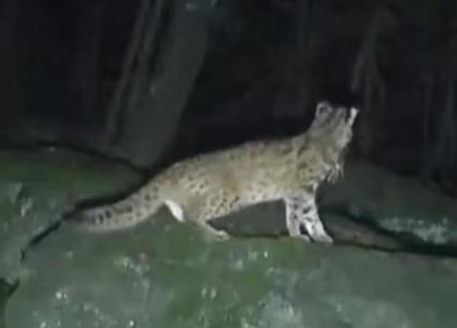 曾“绝迹”20多年！2017年在江苏山里狂奔结果一头撞上出租车(图12)