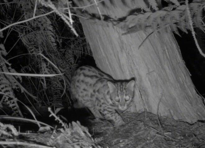 曾“绝迹”20多年！2017年在江苏山里狂奔结果一头撞上出租车(图10)