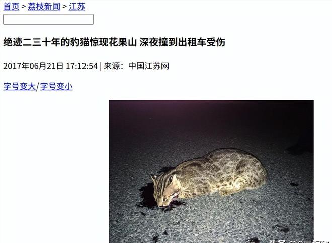 曾“绝迹”20多年！2017年在江苏山里狂奔结果一头撞上出租车(图13)